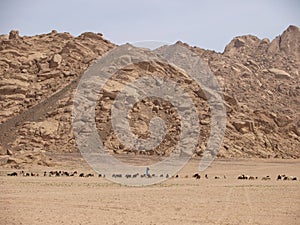 Goatherd with his goats in desert