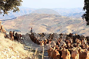 Goatherd with his herd in the Andalusian mountains