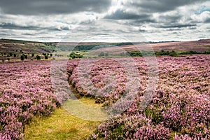 Goathland Moor Heather