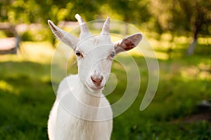 Goatling