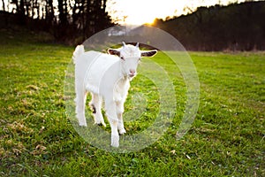 Goatling