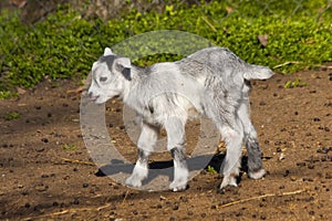 Goatling