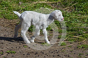 Goatling