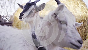 Goatling 5