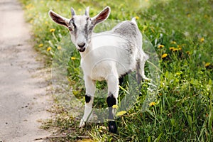 Goatling on farm. Pet on the background of village. Animal eat grass in summer. Concept of goat`s milk, cheese, wool