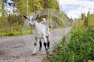 Goatling on farm. Pet on the background of village. Animal eat grass in summer. Concept of goat`s milk, cheese, wool