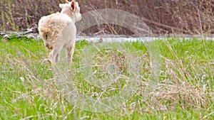 Goatling are grazing in a meadow