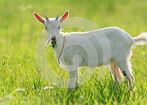 goatling on the green grass