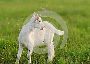 goatling on the green grass