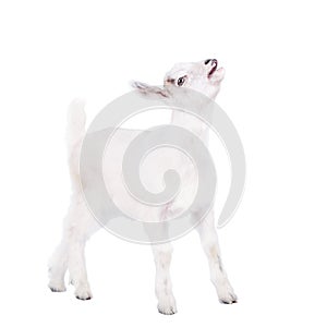 The goatling isolated on white