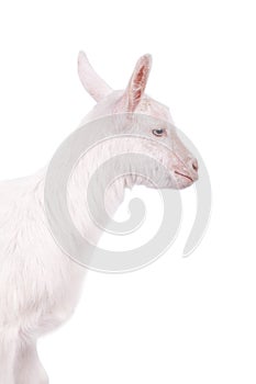 The goatling isolated on white