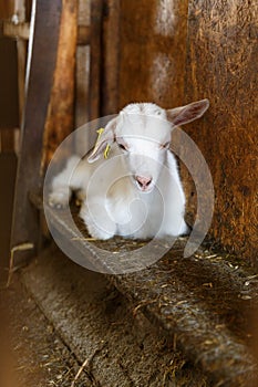 Goatling on a rural farm