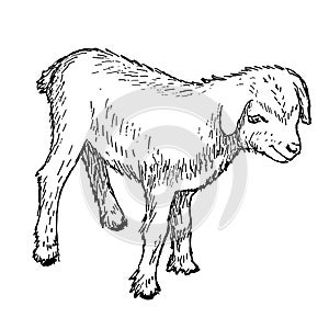 Goatling