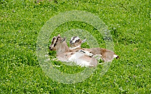 Goat lings on Grass Field