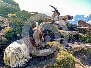 Goats above Grindelwald in the Bernese Alps Switzerland