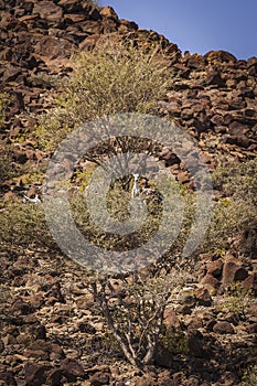 Goats on an Acacia Tree