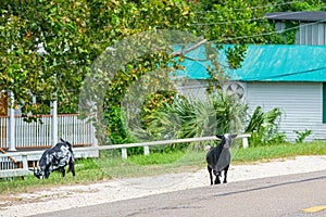 Goats alongside the road in urban neighborhood