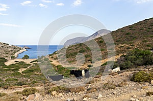 Goats and amazing scenery in Kalymnos island, Dodecanese, Greece