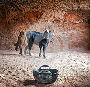 Goats in an ancient abandoned rock city of Petra in Jordan