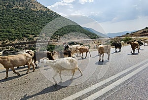 Goats animal  flock on the road  in arta greece