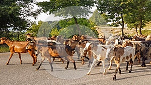 Goats animals many on the road Arta Greece