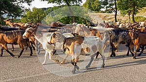 Goats animals many on the road Arta Greece