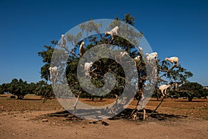 Goats in Argan Argania spinosa tree, Morocco