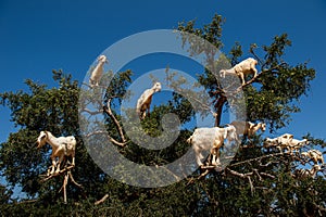Goats in Argan Argania spinosa tree, Morocco