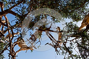 Goats in Argan Argania spinosa tree, Morocco seen from below