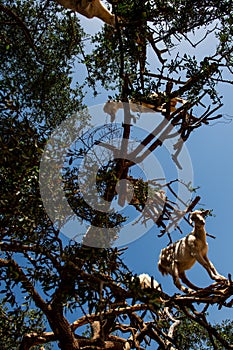 Goats in Argan Argania spinosa tree, Morocco seen from below