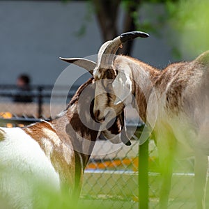 Goats at the Assiniboine Park Zoo, Winnipeg, Manitoba, Canada