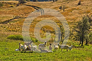 Goats at autumn coutryside landscape on a sunny day, Cemerno mountain