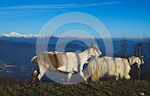 Goats during autumnal transhumance