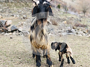 Goats with baby