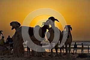 Goats on the background of sunset