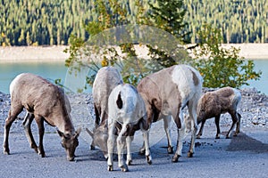 Goats in Banff, Alberta