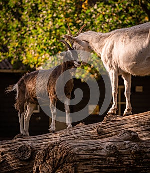 Goats banging heads on top of a log on a farm