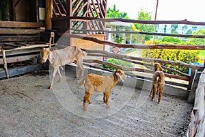 Goats in the Barn at an Eco Farm Located in the Countryside