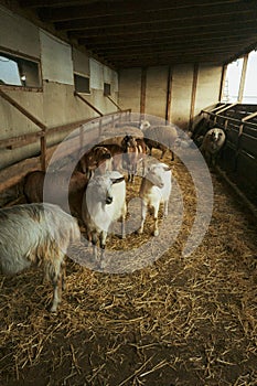 Goats in barn interior with warm light