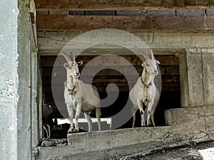 goats in the basement of a houe