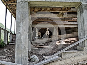 goats in the basement of a houe