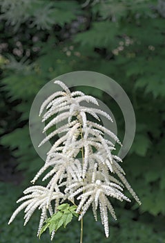goats beard resp.Aruncus dioicus,Rhineland,Germany photo