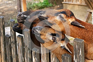Goats behind a wooden fence