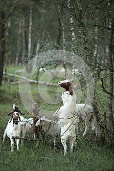 Goats in birch tree forest grassland meadow