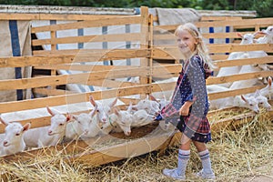 goats biting kids dress at farm happy child