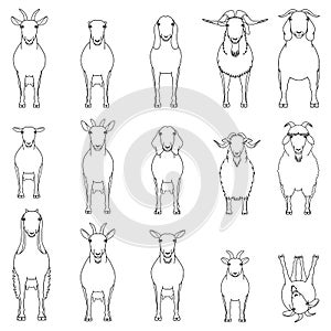 Goats breeds line art set