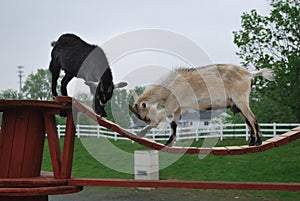 Cabras sobre el puente 