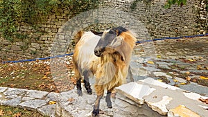 Goats on the bridge in Vrosina village in Ioannina Greece