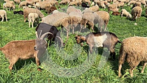 Goats browsing grass with sheep in flock