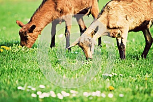 Goats (Capra aegagrus hircus)